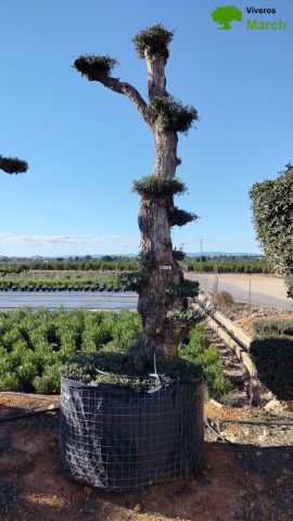 OLEA EUROPAEA - PON PON 120/140 HT 350/450