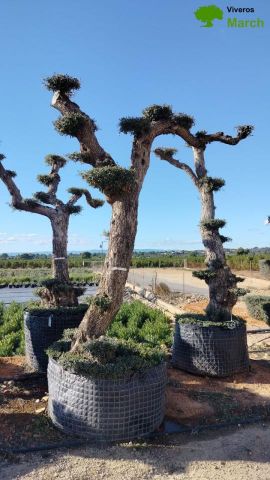 OLEA EUROPAEA - PON PON 120/140 HT 350/450