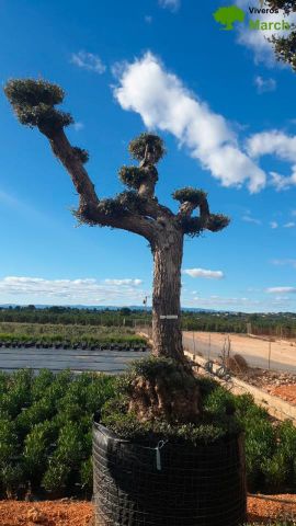 OLEA EUROPAEA - PON PON 120/140 HT 350/450