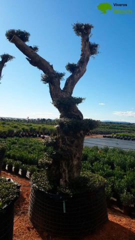 OLEA EUROPAEA - PON PON 120/140 HT 350/450