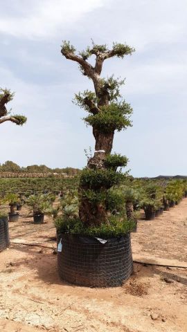 OLEA EUROPAEA - PON PON 120/140 HT 350/450