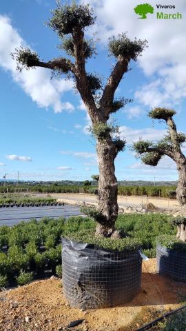 OLEA EUROPAEA - PON PON 120/140 HT 350/450