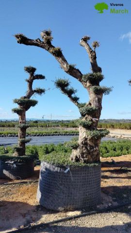 OLEA EUROPAEA - PON PON 120/140 HT 350/450