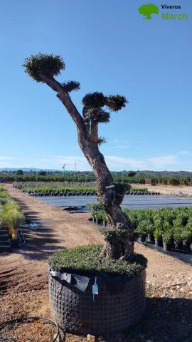OLEA EUROPAEA - PON PON 120/140 HT 350/450
