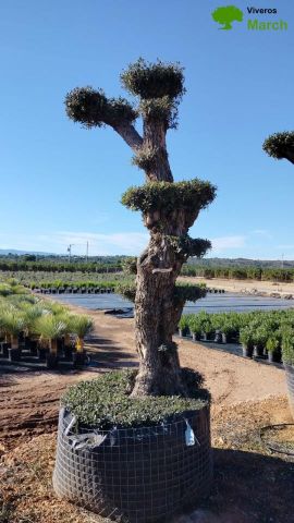 OLEA EUROPAEA - PON PON 120/140 HT 350/450