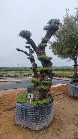 OLEA EUROPAEA - PON PON 120/140 HT 350/450
