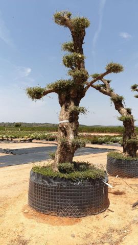 OLEA EUROPAEA - PON PON 120/140 HT 350/450