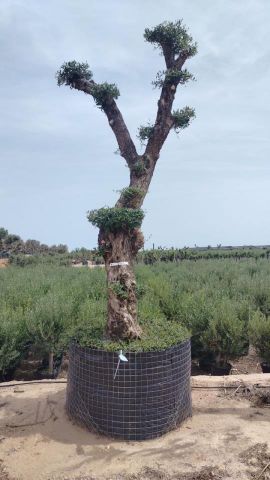 OLEA EUROPAEA - PON PON 120/140 HT 350/450