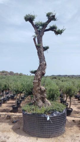 OLEA EUROPAEA - PON PON 120/140 HT 350/450