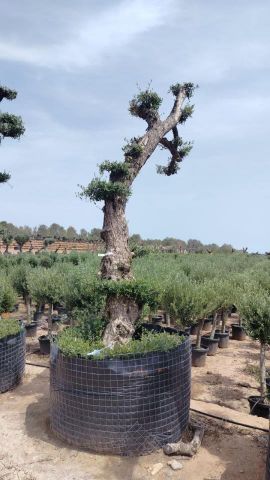 OLEA EUROPAEA - PON PON 120/140 HT 350/450