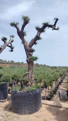 OLEA EUROPAEA - PON PON 120/140 HT 350/450