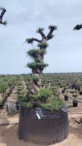 OLEA EUROPAEA - PON PON 120/140 HT 350/450