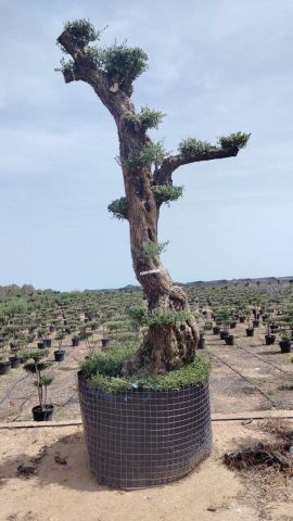 OLEA EUROPAEA - PON PON 120/140 HT 350/450