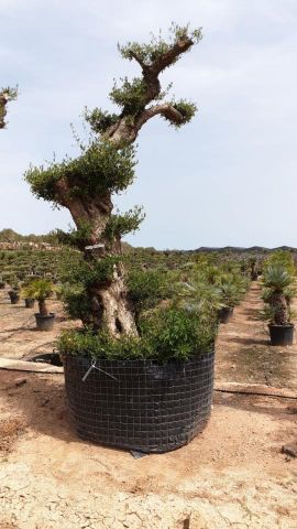 OLEA EUROPAEA - PON PON 120/140 HT 350/450