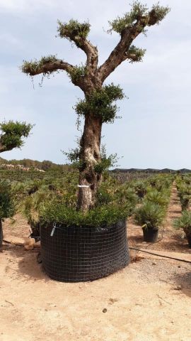 OLEA EUROPAEA - PON PON 120/140 HT 350/450