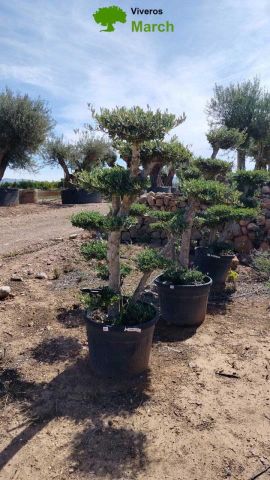 OLEA EUROPAEA MULT. C110L  HT160/200 PON PON
