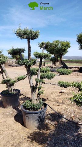 OLEA EUROPAEA MULT. C110L  HT160/200 PON PON