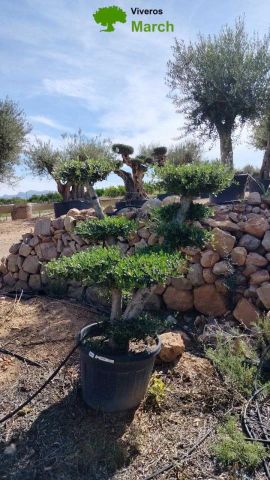OLEA EUROPAEA MULT. C110L  HT160/200 PON PON