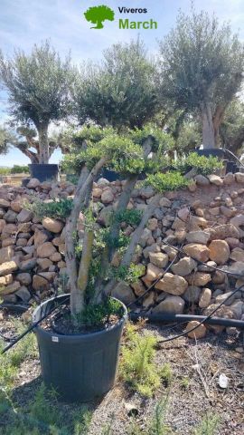 OLEA EUROPAEA MULT. C110L  HT160/200 PON PON