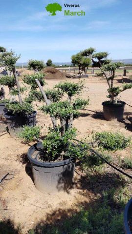 OLEA EUROPAEA MULT. C110L  HT160/200 PON PON