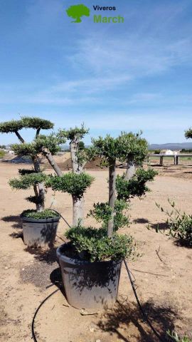 OLEA EUROPAEA MULT. C110L  HT160/200 PON PON