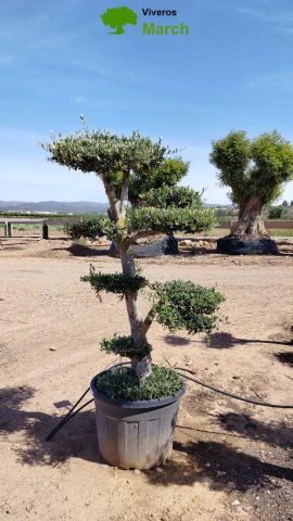 OLEA EUROPAEA MULT. C110L  HT160/200 PON PON