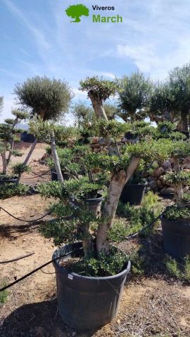 OLEA EUROPAEA MULT. C110L  HT160/200 PON PON