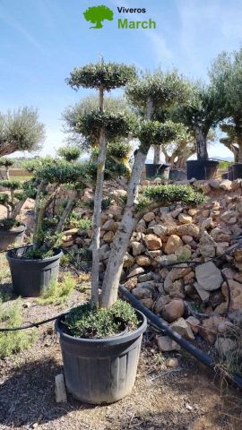OLEA EUROPAEA MULT. C110L  HT160/200 PON PON