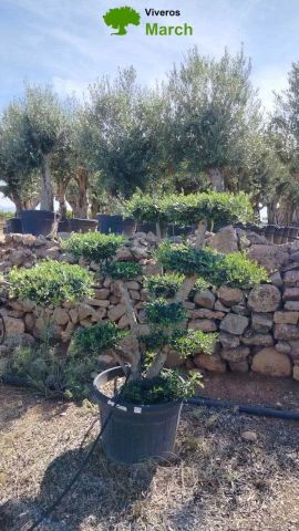 OLEA EUROPAEA MULT. C110L  HT160/200 PON PON