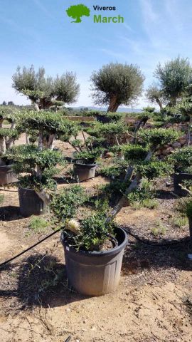 OLEA EUROPAEA MULT. C110L  HT160/200 PON PON