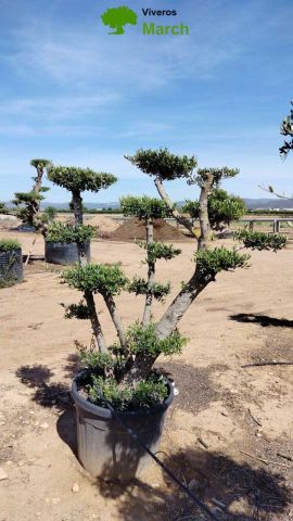 OLEA EUROPAEA MULT. C110L  HT160/200 PON PON