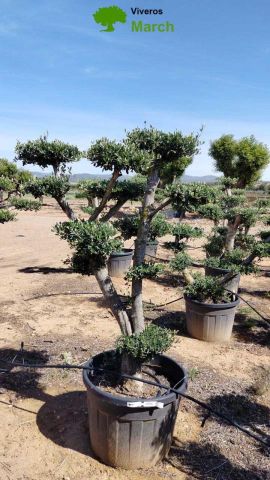 OLEA EUROPAEA MULT. C110L  HT160/200 PON PON