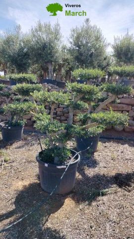 OLEA EUROPAEA MULT. C110L  HT160/200 PON PON