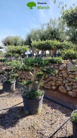 OLEA EUROPAEA MULT. C110L  HT160/200 PON PON
