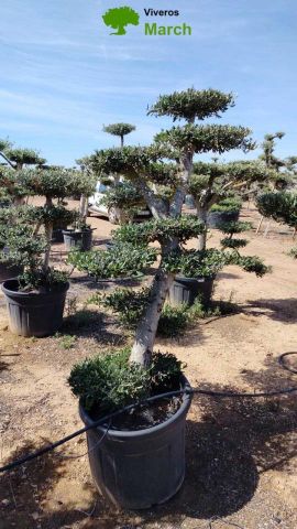 OLEA EUROPAEA MULT. C110L  HT160/200 PON PON