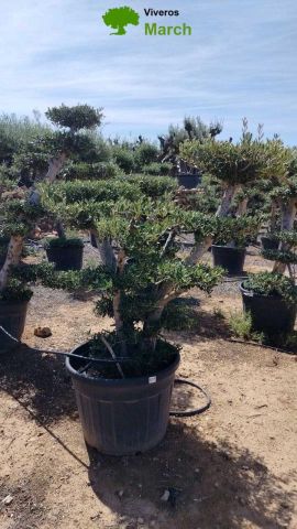 OLEA EUROPAEA MULT. C110L  HT160/200 PON PON
