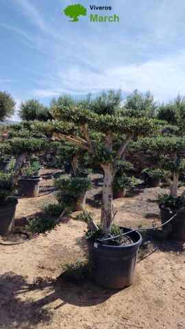 OLEA EUROPAEA MULT. C110L  HT160/200 PON PON