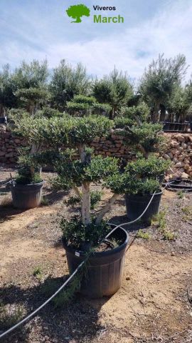 OLEA EUROPAEA MULT. C110L  HT160/200 PON PON