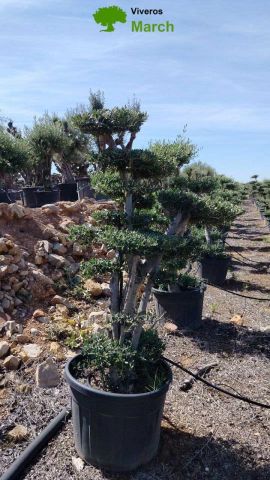 OLEA EUROPAEA MULT. C110L  HT160/200 PON PON