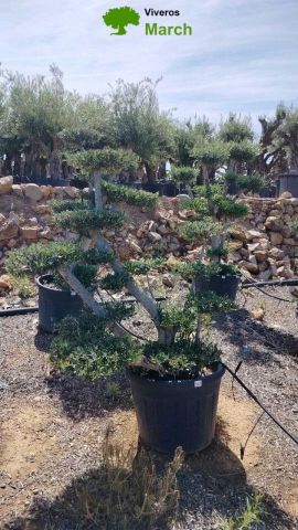 OLEA EUROPAEA MULT. C110L  HT160/200 PON PON