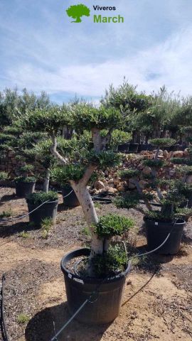 OLEA EUROPAEA MULT. C110L  HT160/200 PON PON
