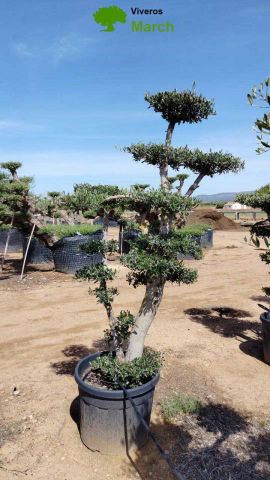 OLEA EUROPAEA MULT. C110L  HT160/200 PON PON