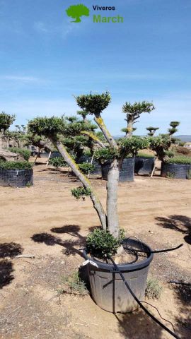 OLEA EUROPAEA MULT. C110L  HT160/200 PON PON