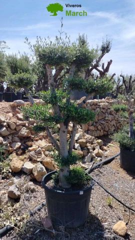 OLEA EUROPAEA MULT. C110L  HT160/200 PON PON