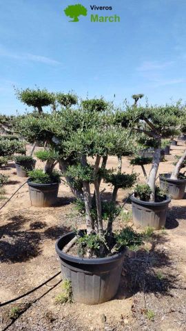 OLEA EUROPAEA MULT. C110L  HT160/200 PON PON