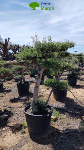 OLEA EUROPAEA MULT. C110L  HT160/200 PON PON