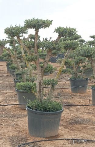 OLEA EUROPAEA MULT. C110L  HT160/200 PON PON