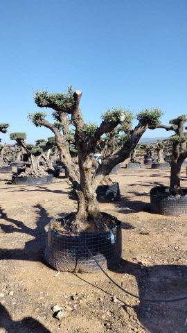 OLEA EUROPAEA REF 01 100/120 HT280/300 PON PON