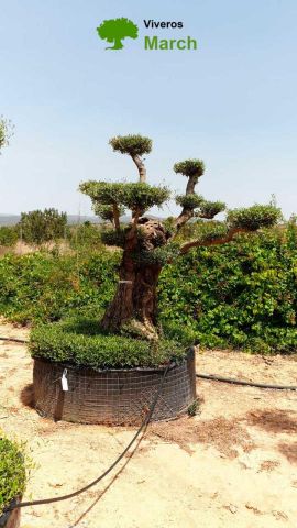 OLEA EUROPAEA REF 02 100/120 HT280/300 PON PON