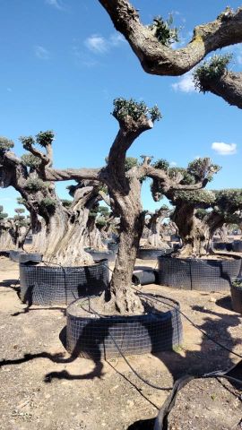 OLEA EUROPAEA REF 02 100/120 HT280/300 PON PON